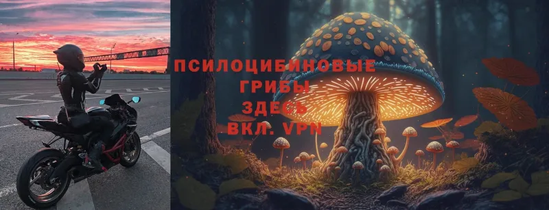 Галлюциногенные грибы Psilocybe  Нязепетровск 